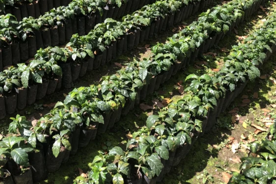 plantas-de-cafe